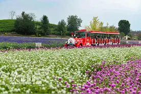 浙江金华：花海绽放美如画图片