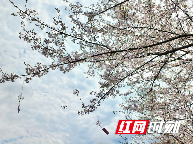 组图丨来泸溪，看樱花漫岸，赴一场春天之约