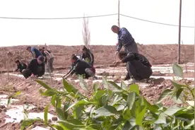 果蔬套种“套”出增收新路径图片