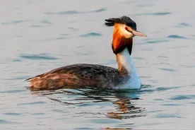 摄影作品欣赏：对爱情忠贞不渝的凤头鸊鷉图片