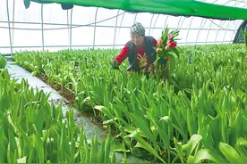 兰州新区郁金香俏丽上市图片