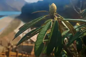 春日序章，乌蒙杜鹃花正蓄势而发图片