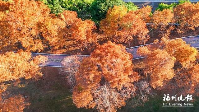福州多处水杉林“红”了
