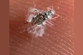 这种小白虫漫天飞舞，无毒无害还有点甜图片