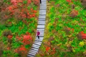 5月5日阳明山实拍！一镜到底带你实时赏映山红图片