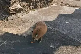 晋江灵源山风景区出现赤狐，野生动物管理站工作人员猜测……图片