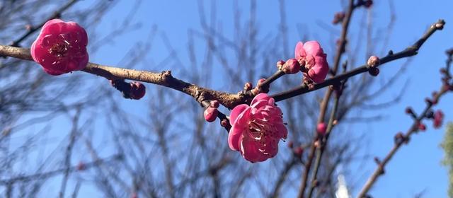 冬樱花、梅花、郁金香、虞美人......昆明最全赏花攻略请查收