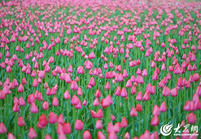 春日赴约！滨州秦皇河郁金香盛放 绘就城市浪漫花海盛景