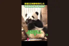 到底是臭的还是香的？熊猫宝宝啃脚啃得好上头图片