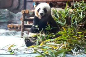 国庆走完这5条线路，很难不爱上东莞！图片