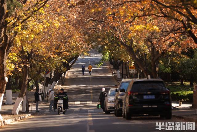 八大关红枫进入最后观赏期