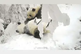 时隔近十年 西岭雪山野生大熊猫再现母子同框图片