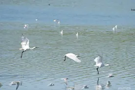 组图|内蒙古扎赉诺尔区鸟兽扎堆“安家落户”图片