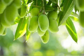 什么？四川攀枝花城区的行道树上，竟然结满了芒果！丨图集图片