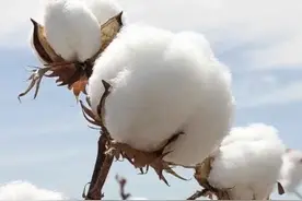 “棉”≠“绵”！洗脸巾你买对了吗？买错或有健康风险！图片