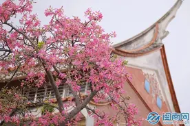 花开了！来泉州遇见五彩斑斓的秋图片