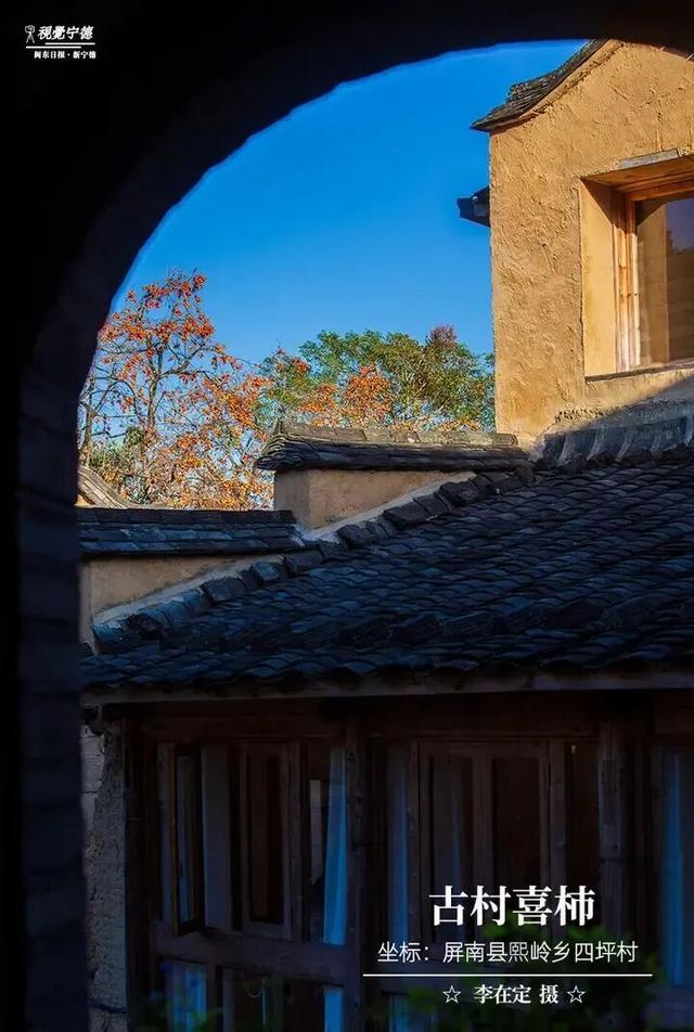 走！去屏南！这些柿子打卡点请收好→