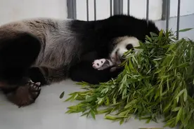 萌照来了！旅俄大熊猫幼崽已“逐渐黑白”图片