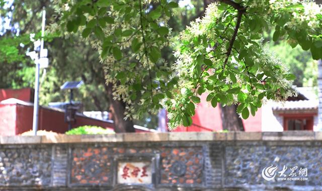 前330名同生辰者免门票！“三月三登泰山·蟠桃会祈平安”主题登山活动启幕