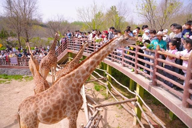 这个假期，家庭游、亲子游成济南游园主力军