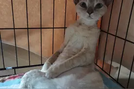 猫咪从43楼坠下奇迹生还，医生：猫高坠“易伤不易死”图片