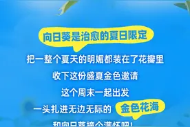 夏日限定 在北京邂逅金色浪漫！图片