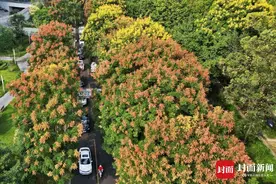 成都街头：栾树开花 秋色渐浓 | 图集图片
