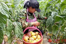 宁夏同心县下马关镇：设施农业让旱塬变果蔬园图片