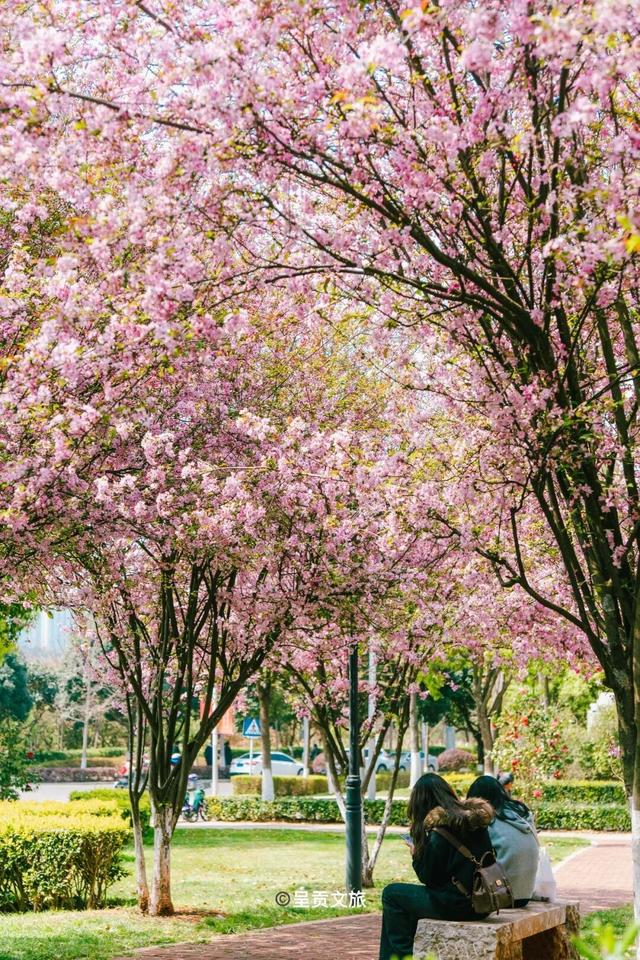 在樱花季的尾声，云南大学呈贡校区的白流苏火了！