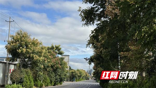 江永：栾树花开 邂逅秋季限定