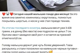 旅俄大熊猫“丁丁”幼崽出生满两月 最新画面公布(图)图片