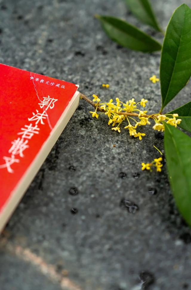 包出片的~城厢古城桂花打卡计划，走起→