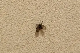 这种虫子看到一只，家里很可能已有一万只图片