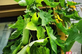 代代传承的种族天赋：我家袖珍院子里的种菜趣事图片