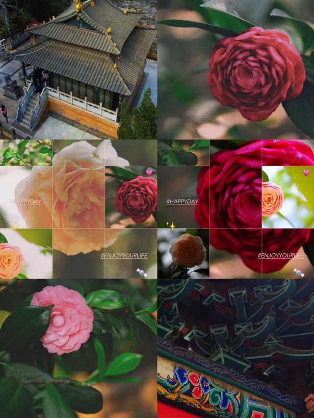 千株茶花映铜殿 来金殿解锁新春赏花新体验