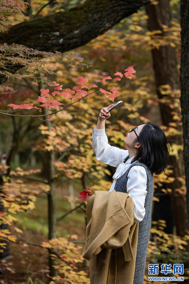 昆明：火红枫叶勾勒诗意公园