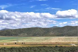 【喜丰收·粮满仓 】开镰收割 阿坝州红原万亩燕麦饲草喜获丰收图片