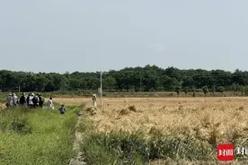 有人凌晨打卡！成都麦田“野生网红地”爆红后遭人为破坏图片
