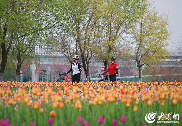 春日赴约！滨州秦皇河郁金香盛放 绘就城市浪漫花海盛景