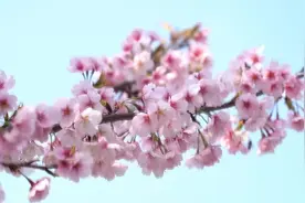樱花盛开！上海顾村公园迎来游览热潮图片