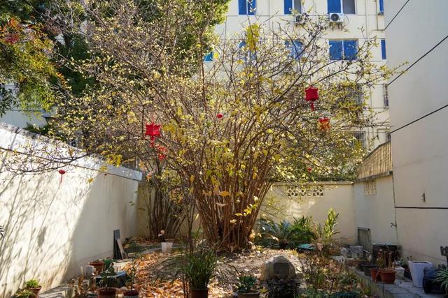 域见上海·域见奉贤｜奉贤170岁古蜡梅迎盛花期，速来打卡！