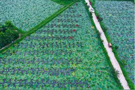 河南光山：芡实飘香收获忙图片