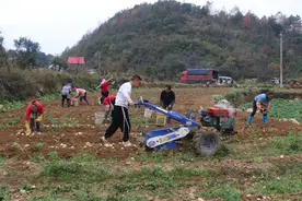 亩产3000斤！惠水这个村的秋洋芋丰收啦图片