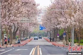 北京亦庄·泡桐花节13日启幕 邀市民赏花打卡图片
