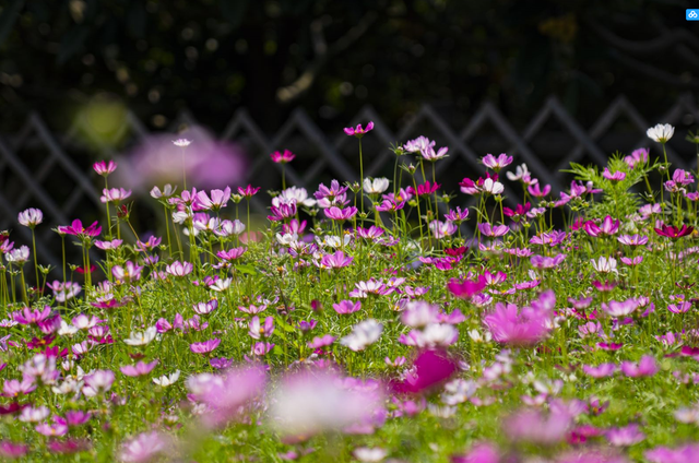 这是今晚的高淳水慢城！