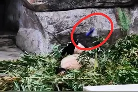 重庆动物园大熊猫“兰香”被扔可乐瓶，园方称其无碍，网友呼吁严惩不良游客图片