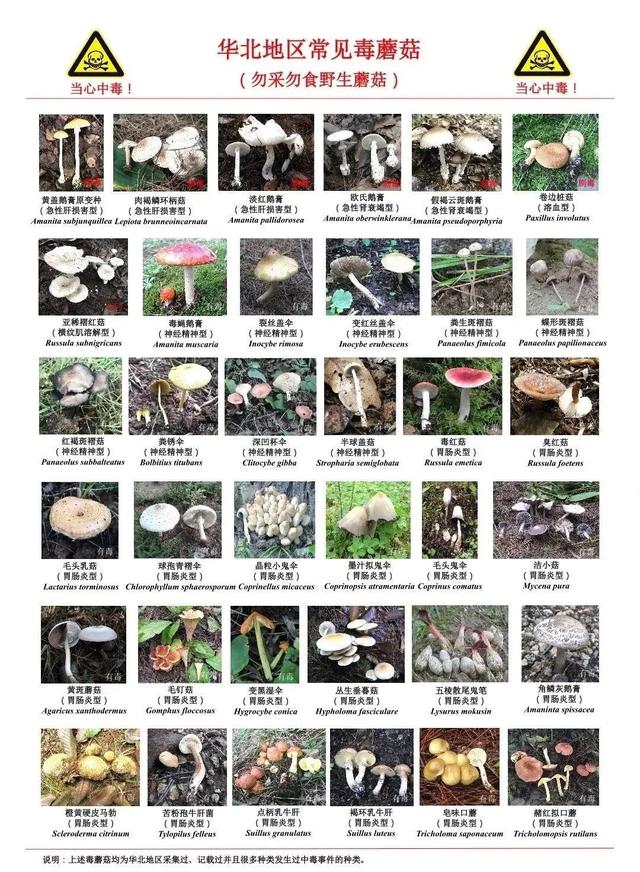 雨后大量出现！可致人中毒！北京疾控提醒