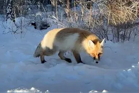 继网红狼后，新疆一野生狐狸也开启“路边自助”  专家提醒：减少投喂，高盐食物会致动物掉毛图片