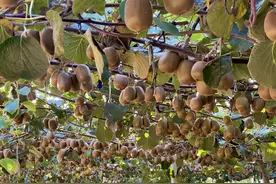 河南潢川：猕猴桃园喜丰收 邀您尽享甜“猕”图片