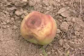 有种病叫“苹果哈哈脸”？苹果轮纹病防治攻略请查收图片